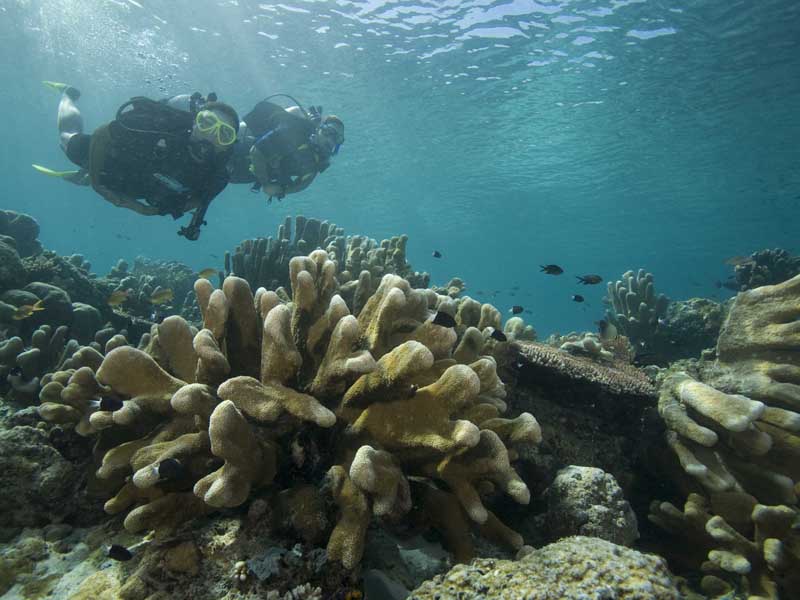 PADI Divemaster